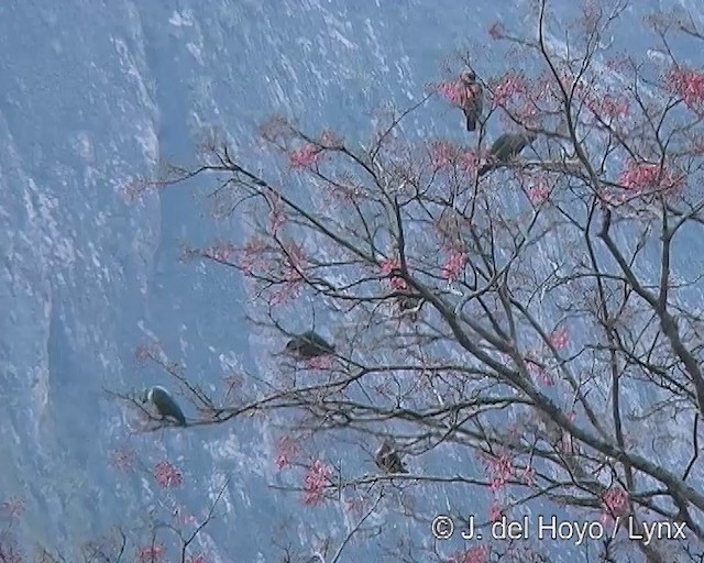 Red-billed Parrot - ML201275331