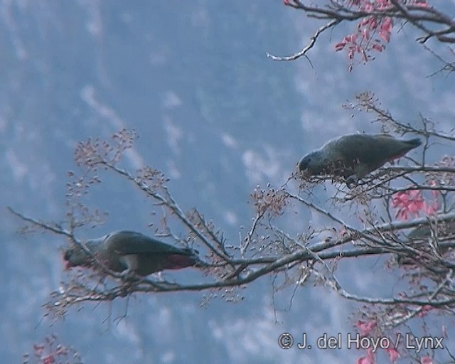 Red-billed Parrot - ML201275351