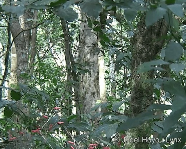 Marble-faced Bristle-Tyrant - ML201275361