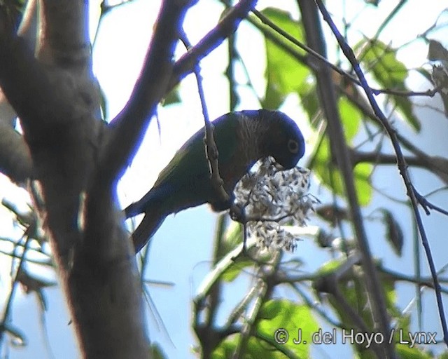 ホオミドリウロコインコ - ML201275371