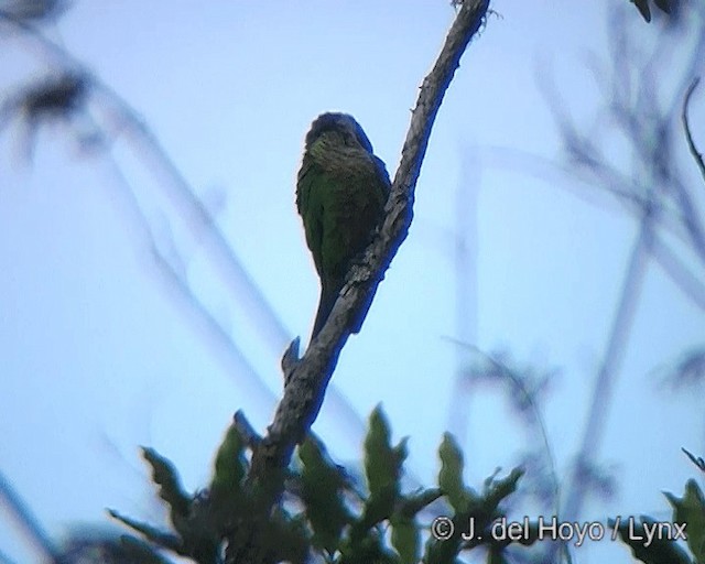 ホオミドリウロコインコ - ML201275381