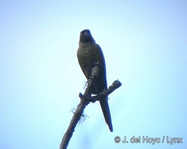 ホオミドリウロコインコ - ML201275391