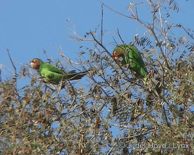 Aratinga Mitrada (grupo mitratus) - ML201275421