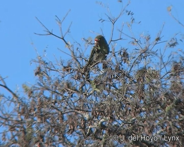 ベニガオメキシコインコ（mitratus グループ） - ML201275431