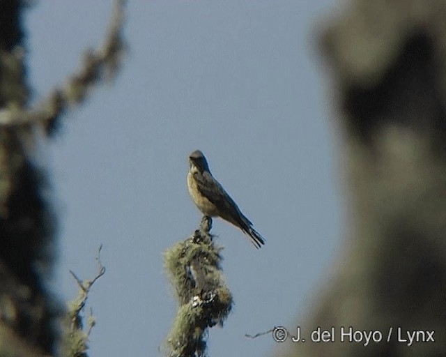 Streak-throated Bush-Tyrant - ML201275471