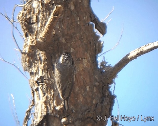 White-wedged Piculet - ML201275481