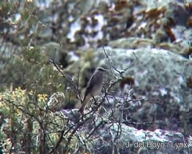 Rufous-webbed Bush-Tyrant - ML201275521