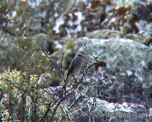 Rufous-webbed Bush-Tyrant - ML201275521