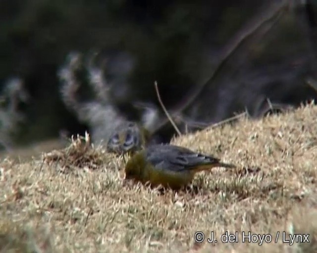 Bright-rumped Yellow-Finch - ML201275551