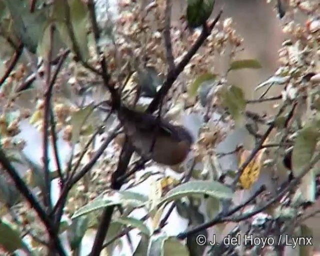 Tit-like Dacnis (petersi/bella) - ML201275571