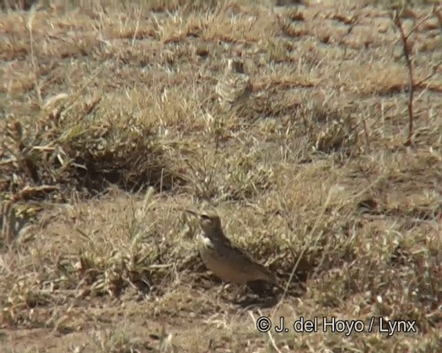 Short-tailed Lark - ML201275611