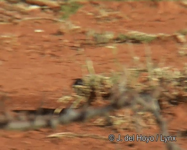 Black-capped Social-Weaver - ML201275671