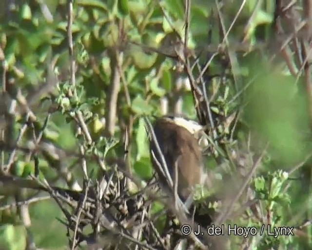 Black-capped Social-Weaver - ML201275681