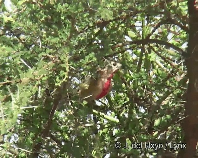 Rosy-patched Bushshrike - ML201275731