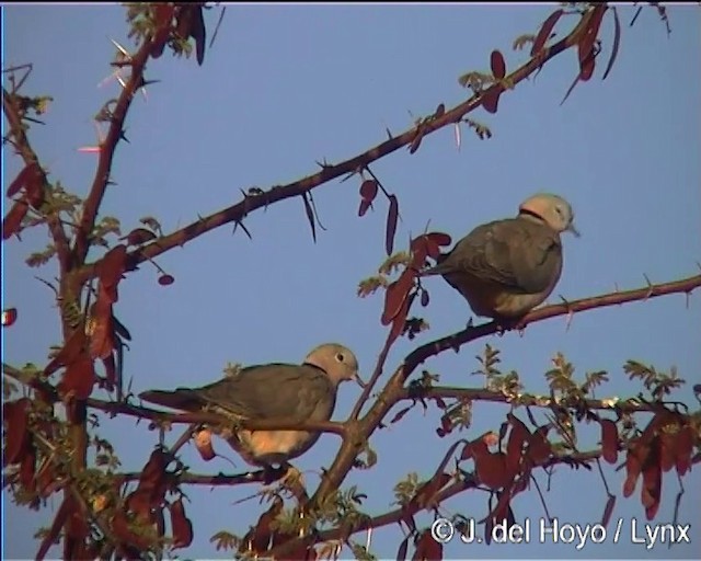 Ring-necked Dove - ML201275761