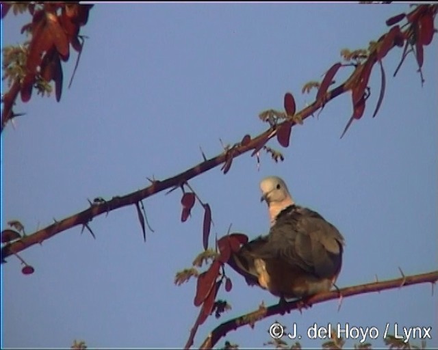 Tórtola de El Cabo - ML201275771