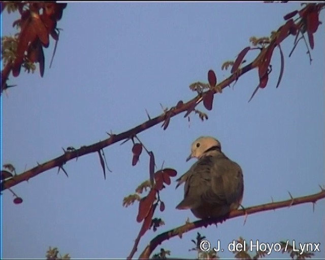 Tórtola de El Cabo - ML201275781