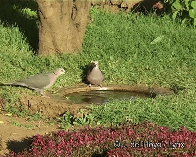 Red-eyed Dove - ML201275801