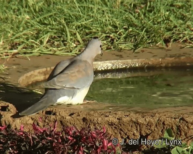 Laughing Dove - ML201275811