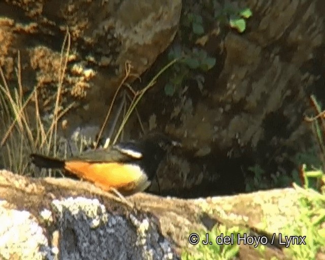 Mocking Cliff-Chat - ML201275821