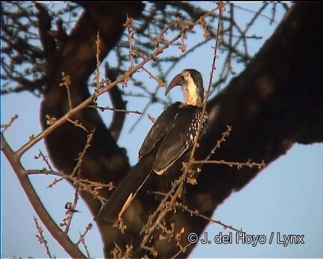 Northern Red-billed Hornbill - ML201275831