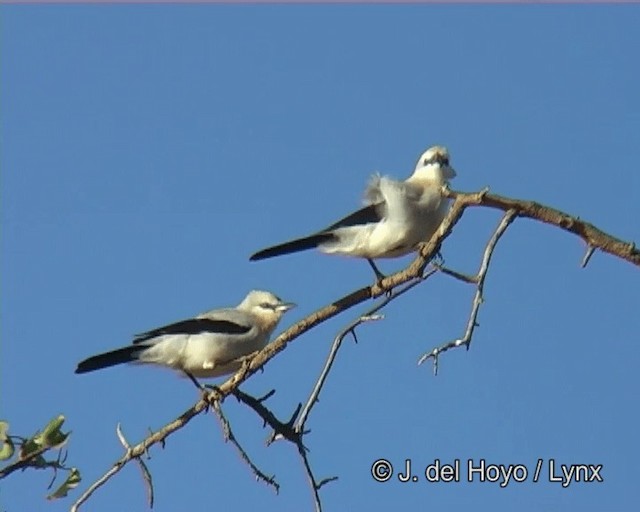 Stresemann's Bush-Crow - ML201275881