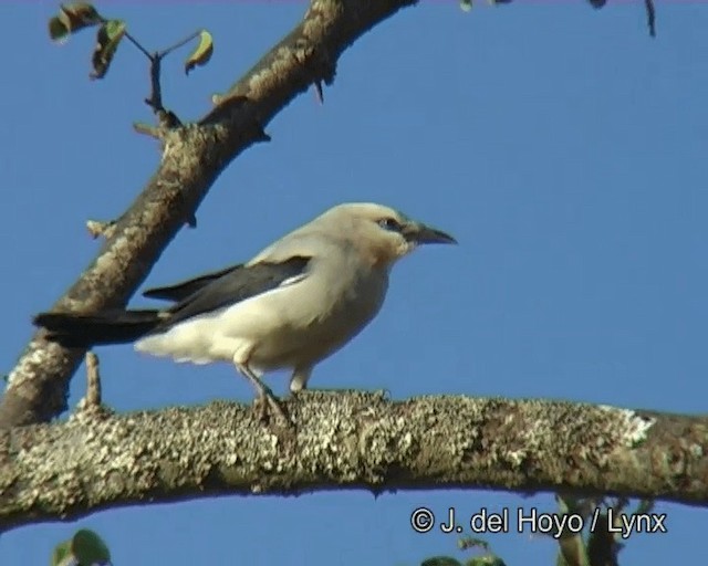 Stresemann's Bush-Crow - ML201275891