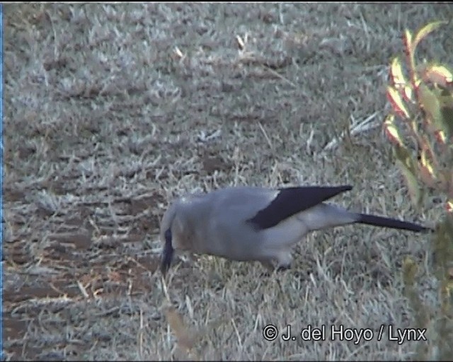 Stresemann's Bush-Crow - ML201275901