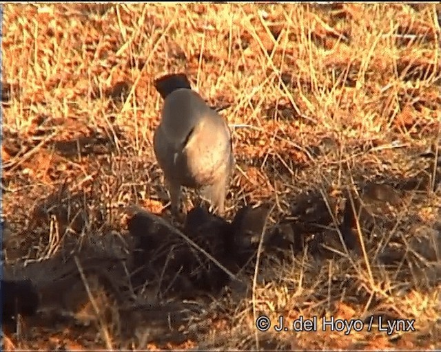 Stresemann's Bush-Crow - ML201275921