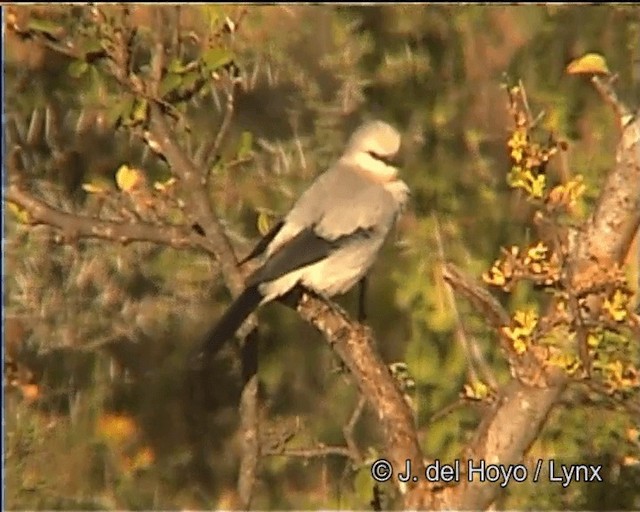 Stresemann's Bush-Crow - ML201275931