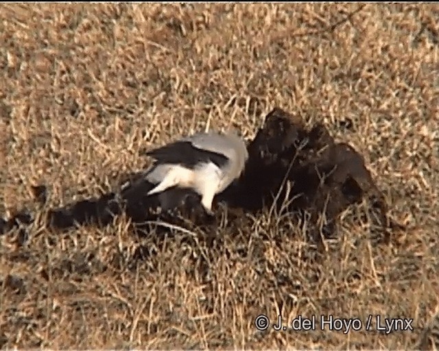 Stresemann's Bush-Crow - ML201275961