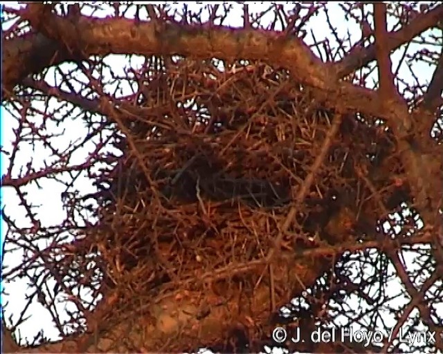 Stresemann's Bush-Crow - ML201275971