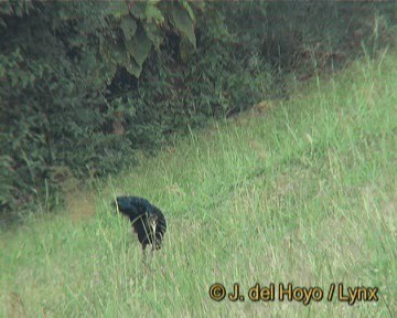 Paon spicifère - ML201275981