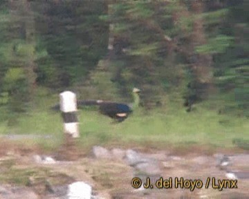 Green Peafowl - ML201275991