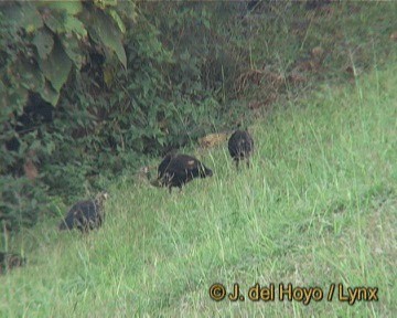 Paon spicifère - ML201276001