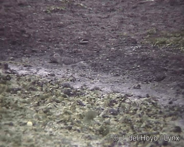 Pectoral Sandpiper - ML201276071