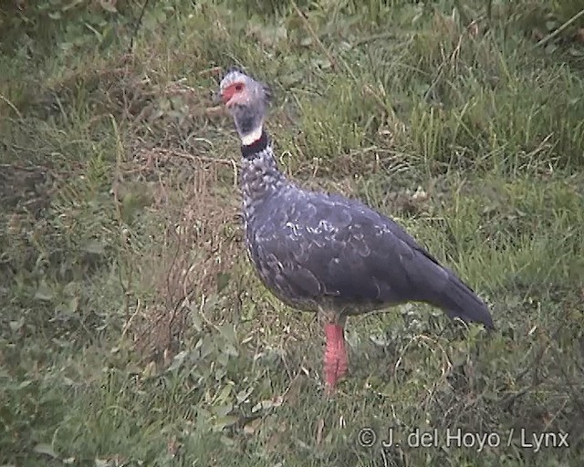 Southern Screamer - ML201276081