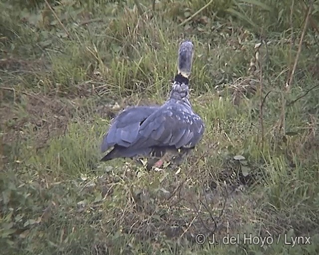 Southern Screamer - ML201276091