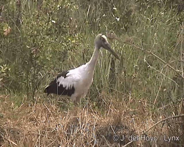 Maguari Stork - ML201276101