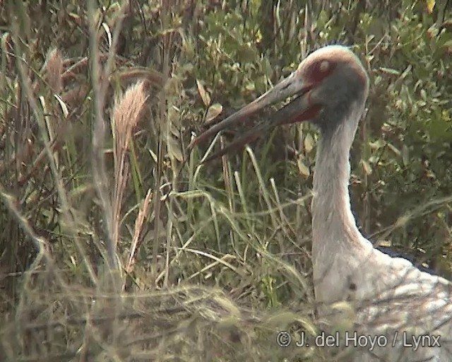 Cigogne maguari - ML201276111