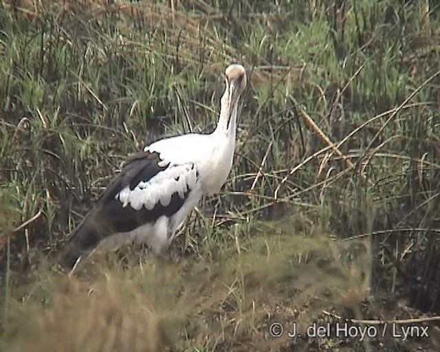 Cigogne maguari - ML201276131