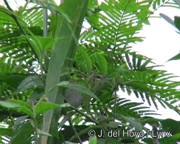 Chivi Vireo (migratory) - ML201276171