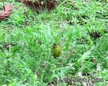 Hooded Siskin - ML201276181