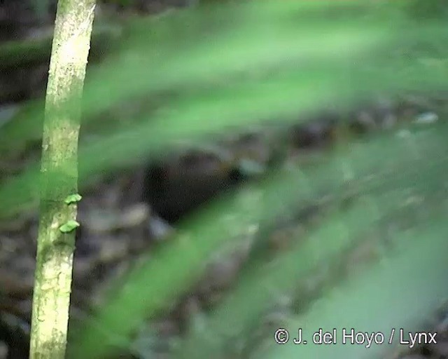 Rufous-capped Antthrush - ML201276191