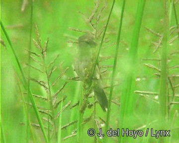 White-bellied Seedeater (Gray-backed) - ML201276231