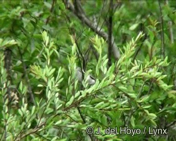 White-bellied Seedeater (Gray-backed) - ML201276241