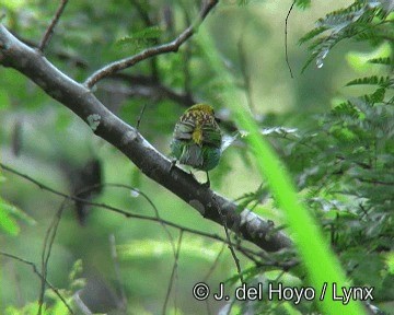 Gilt-edged Tanager - ML201276261