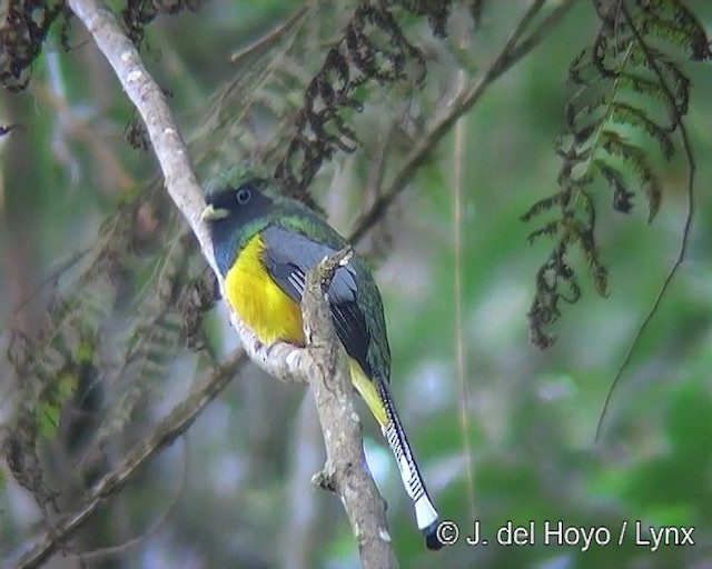 Atlantic Black-throated Trogon - ML201276291