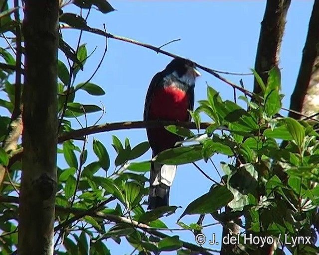 Trogon surucua (surrucura) - ML201276301