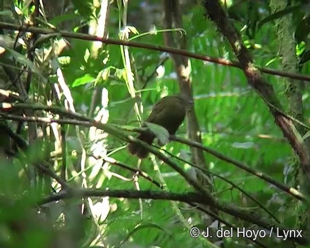 Llorón Verdoso - ML201276341